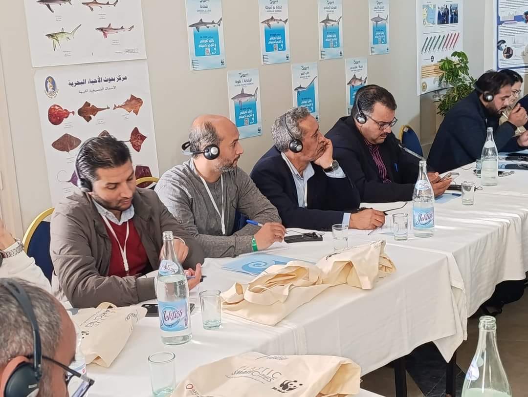 shark camp in djerba 2