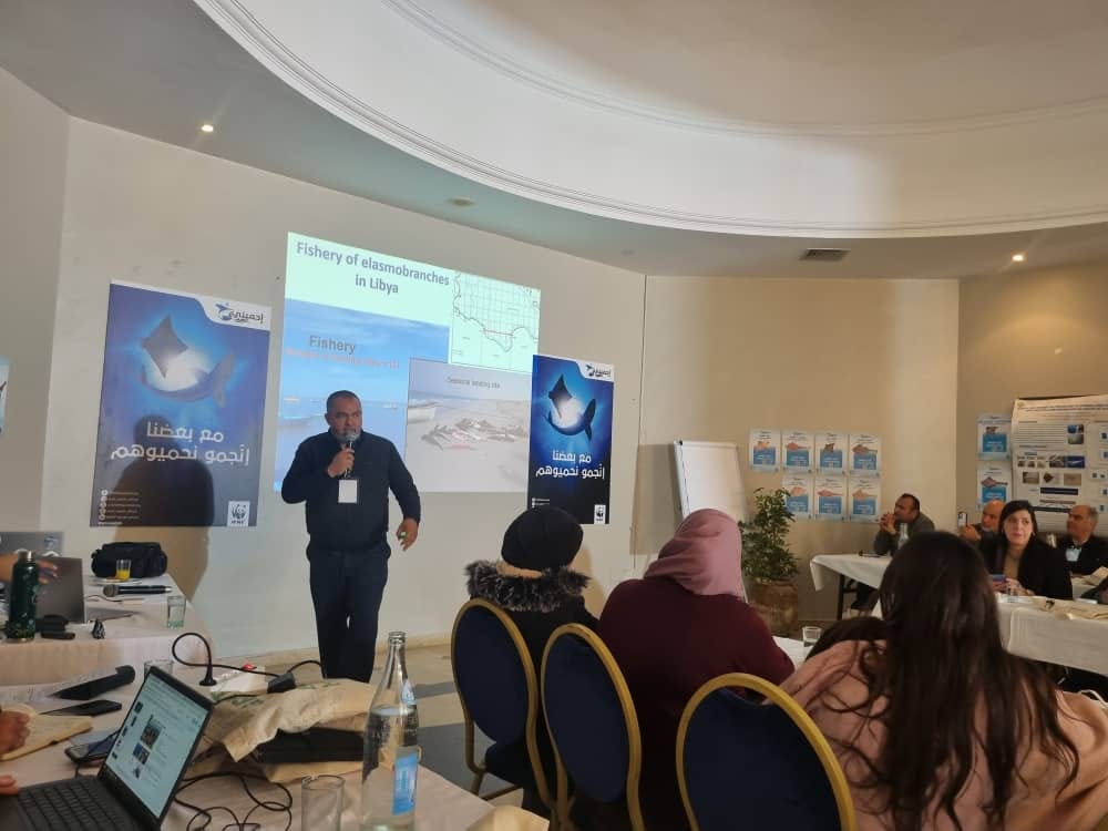 shark camp in djerba 3