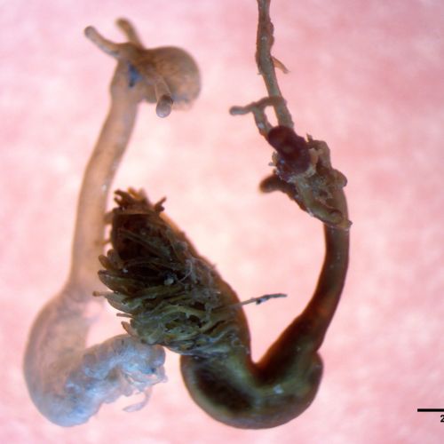 fish parasites project on the libyan coast 2 scaled 0d4db8c9