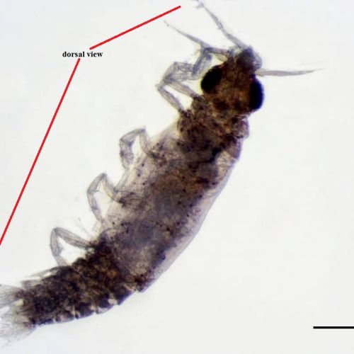 fish parasites project on the libyan coast 3711e771