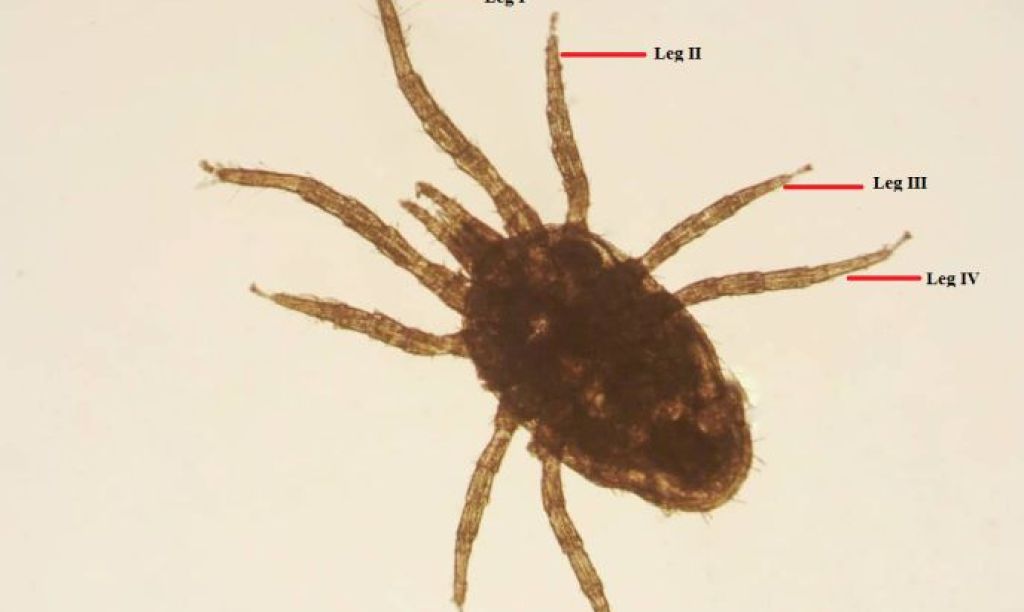 fish parasites project on the libyan coast 1 fdad5c1c