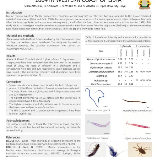 fish parasites project on the libyan coast 3 scaled 90b4557e
