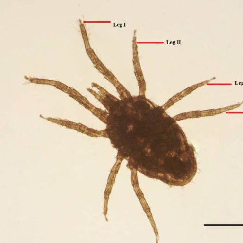 fish parasites project on the libyan coast 1 b924923d